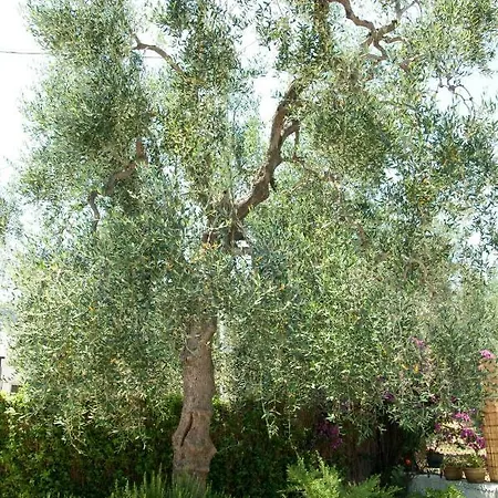 Villa Fralu Mattinata