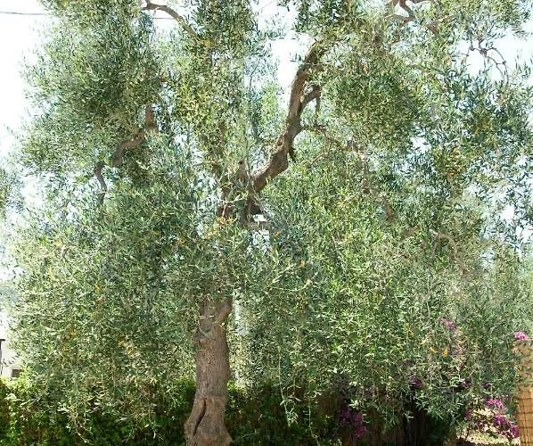 וילה Fralu מאטינאטה
